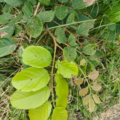 Lonchocarpus sericeus — leaf