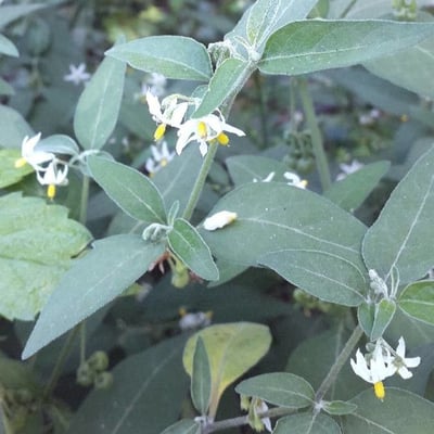 Solanum chenopodioides — flower