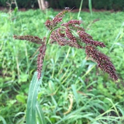 Echinochloa crus-galli — flower