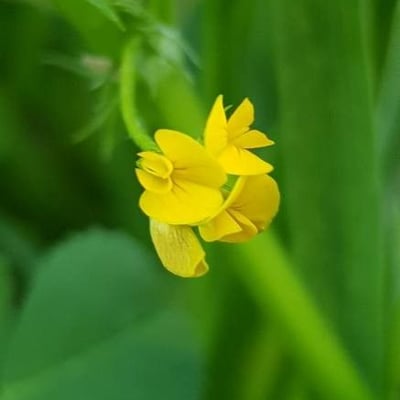 Medicago polymorpha — flower
