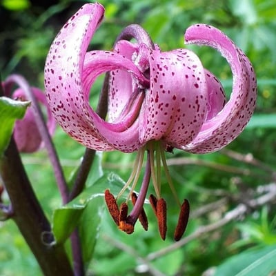 Lilium martagon — flower