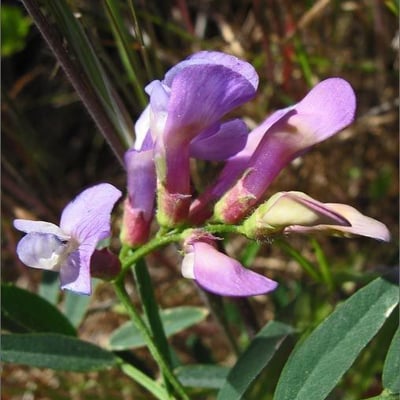 Vicia americana — flower