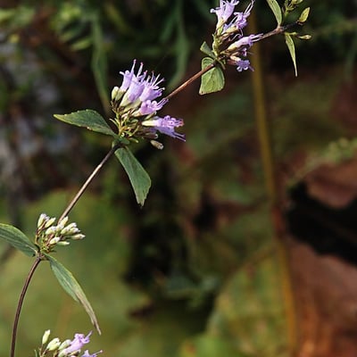 Cunila origanoides — flower