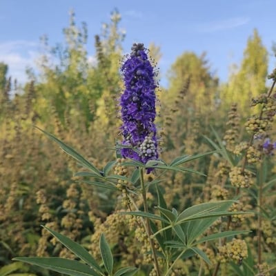 Vitex agnus-castus — flower