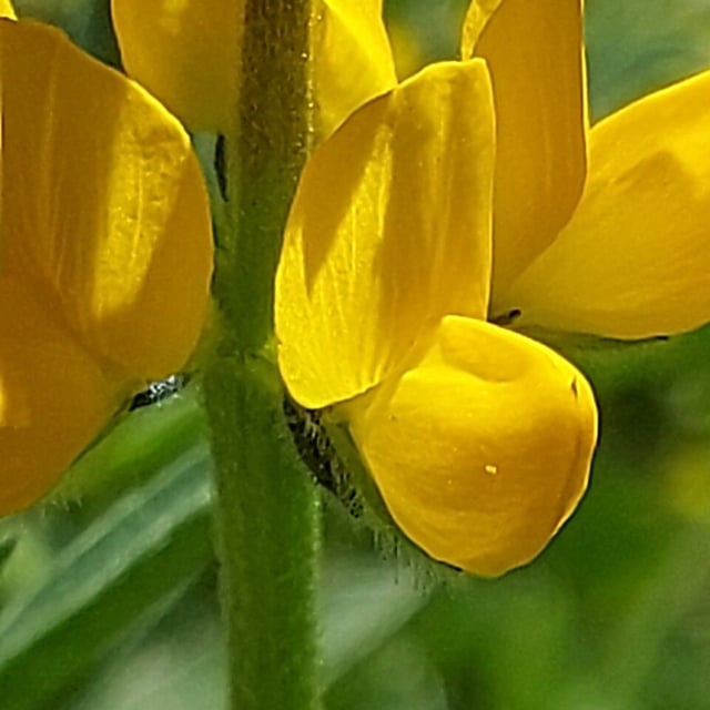 Lupinus luteus — flower