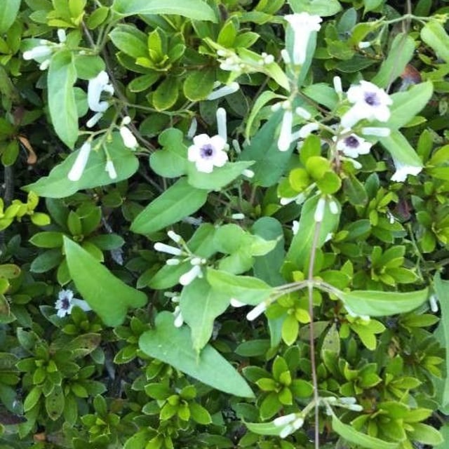 Paederia foetida — flower