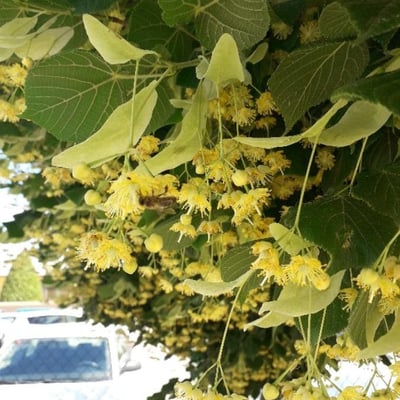 Tilia cordata — flower