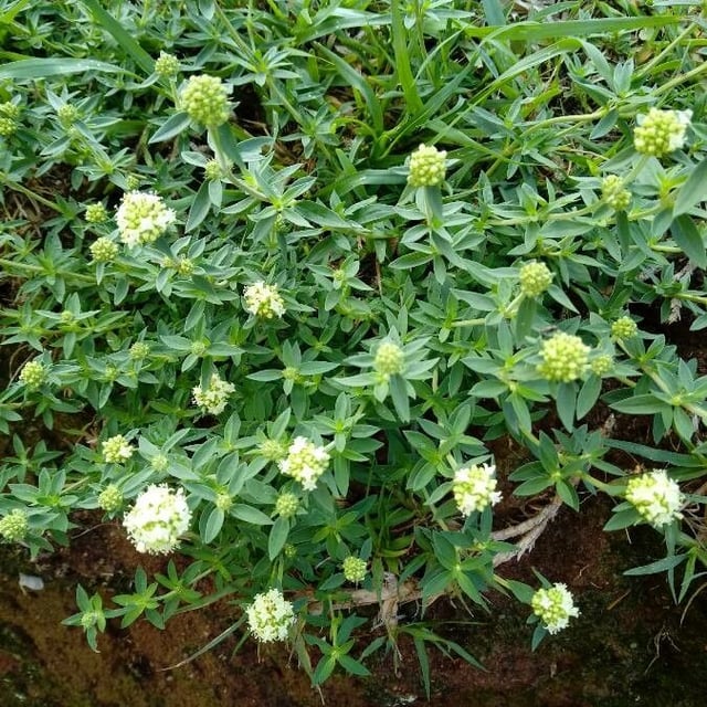 Spermacoce verticillata — flower