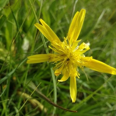 Scorzonera humilis — flower