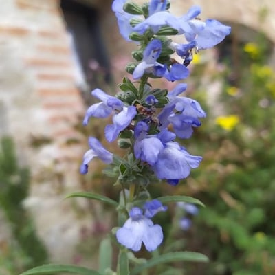 Salvia azurea — flower