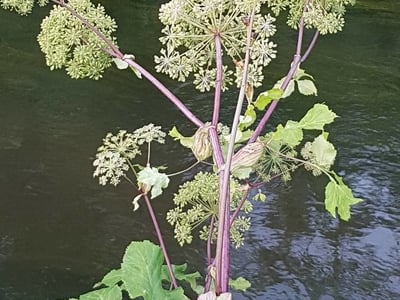 Garden angelica