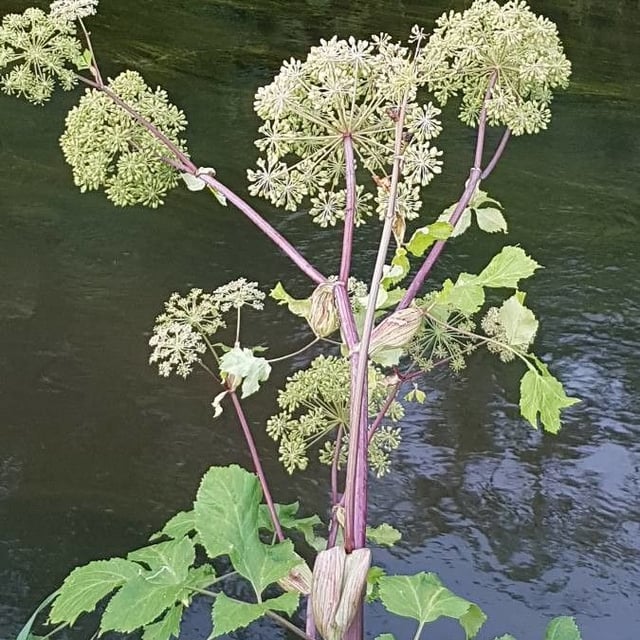 Garden angelica