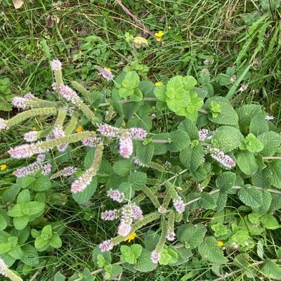 Mentha × villosa — flower
