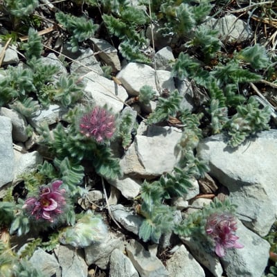 Anthyllis montana — flower