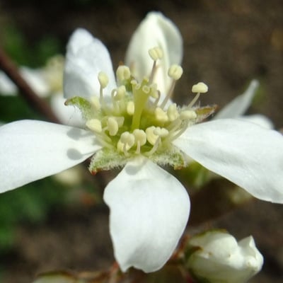 Amelanchier arborea — flower