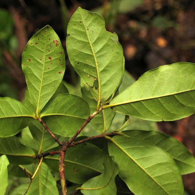 Myrcia tomentosa — leaf