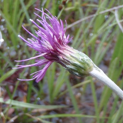 Cirsium dissectum — flower