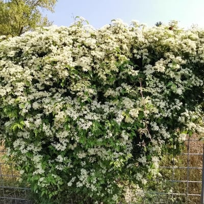 Clematis apiifolia — habit