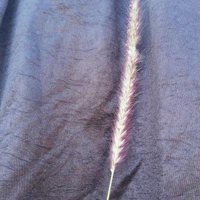 Setaria parviflora — flower
