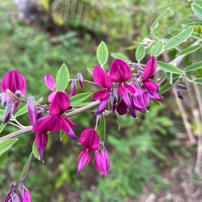 Lespedeza bicolor — flower