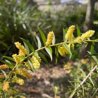 Acacia verticillata — flower
