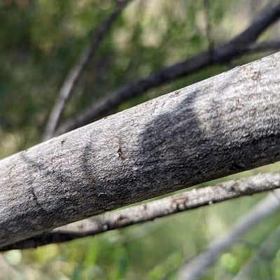 Acacia decora — bark