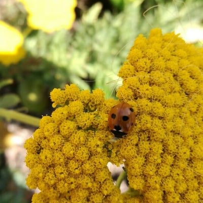 Achillea ageratum — flower