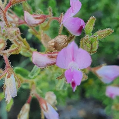 Ononis tridentata — flower