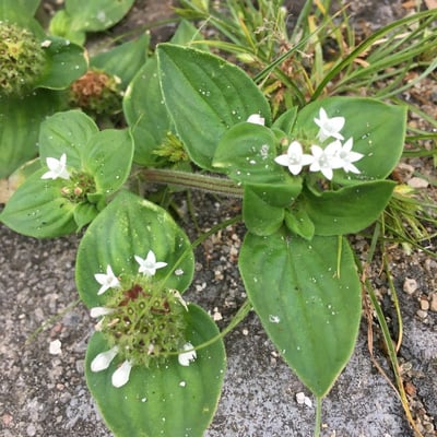 Richardia brasiliensis — flower