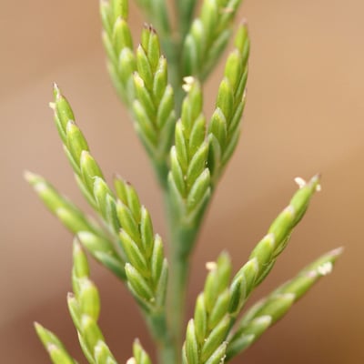 Catapodium rigidum — flower