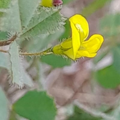 Medicago laciniata — flower
