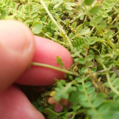 Teesdalia nudicaulis — leaf