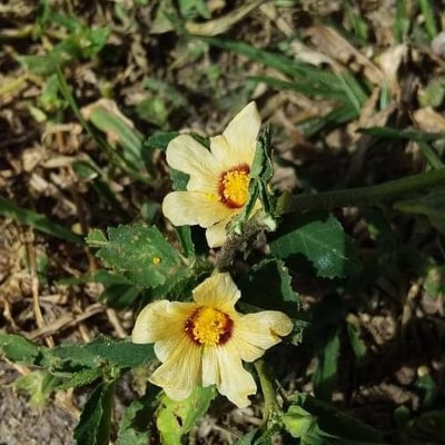 Sida fallax — flower