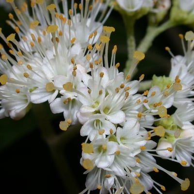 Callicarpa acuminata — flower