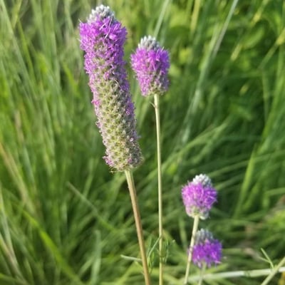 Dalea purpurea — flower