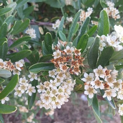 Pyracantha coccinea — flower