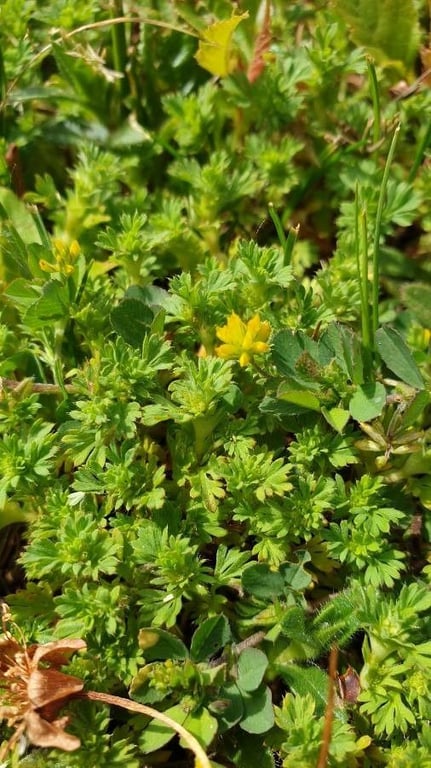 Slender parsley-piert