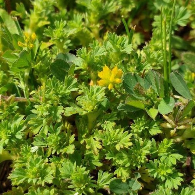 Aphanes australis — flower