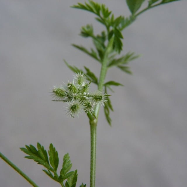 Torilis nodosa — flower