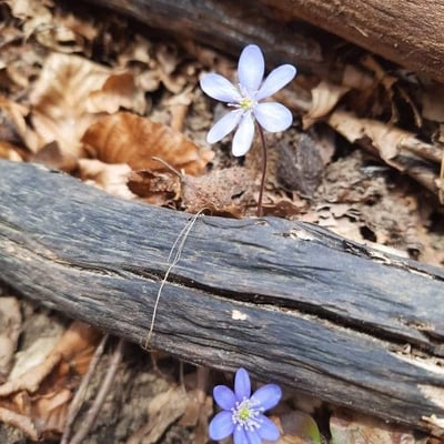 Hepatica nobilis — flower
