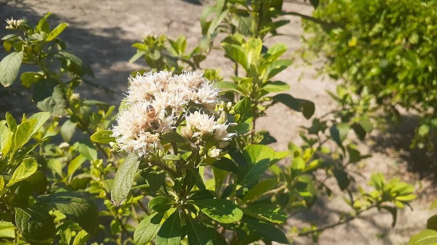 Gymnanthemum amygdalinum