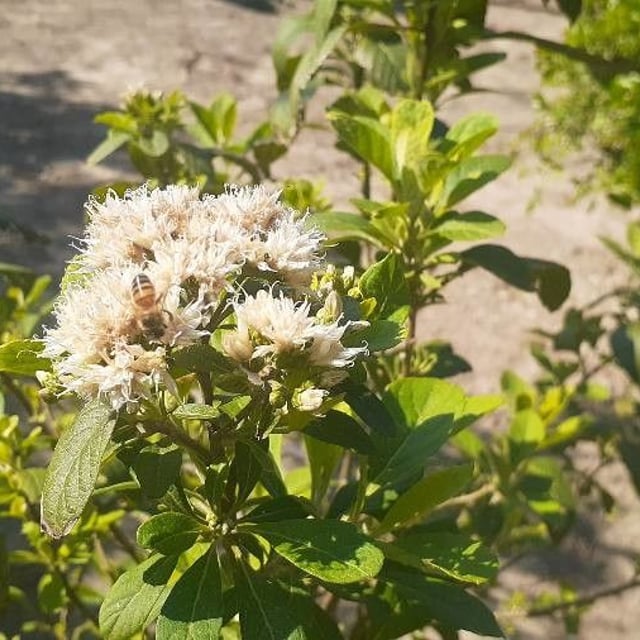 Gymnanthemum amygdalinum