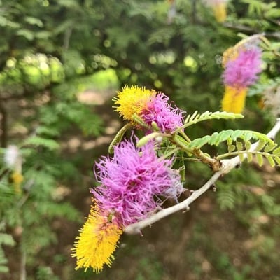 Dichrostachys cinerea — flower