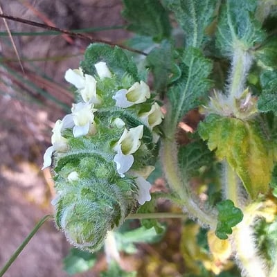 Sideritis hirsuta — flower