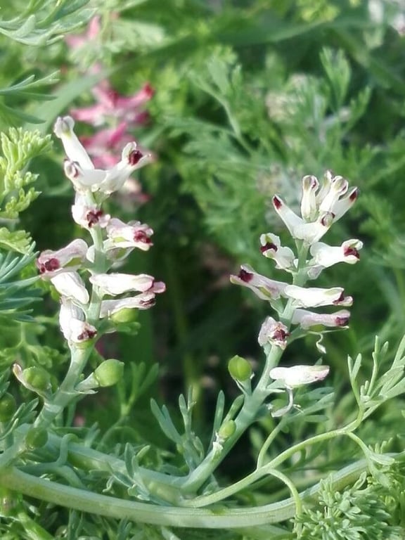 Fine-leaf fumitory