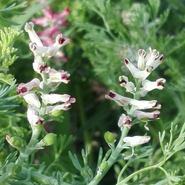 Fumaria parviflora — flower