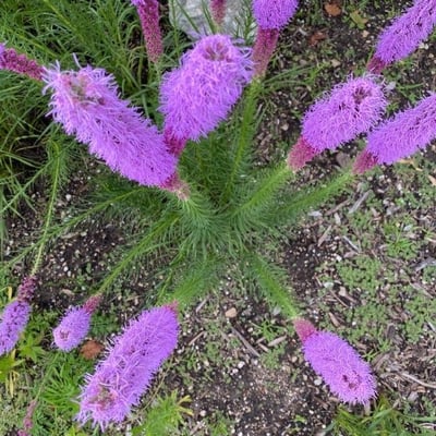 Liatris pycnostachya — flower