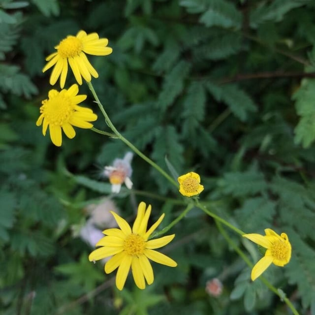 Senecio madagascariensis — flower