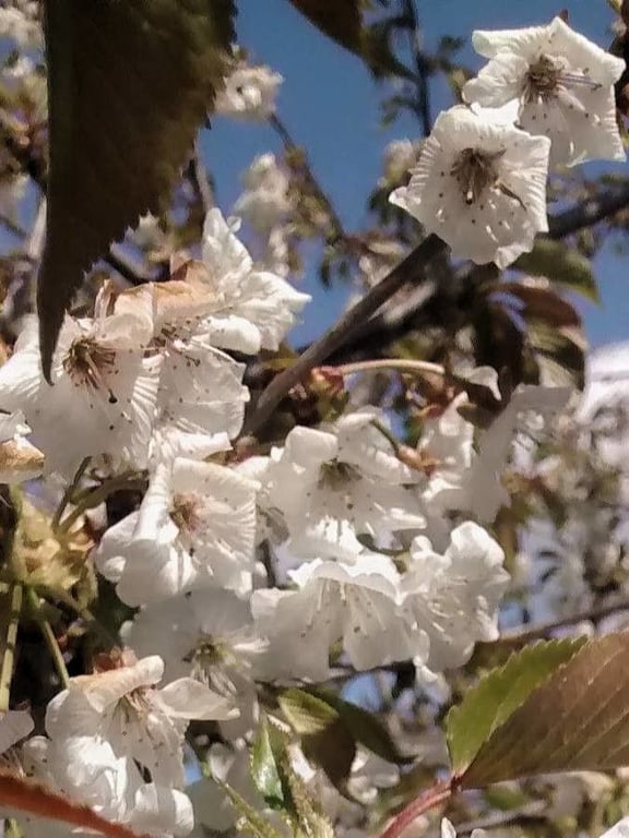 Morello cherry