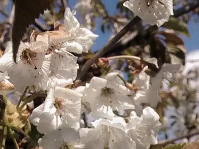 Morello cherry